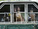 The dogs inside the Land Rover