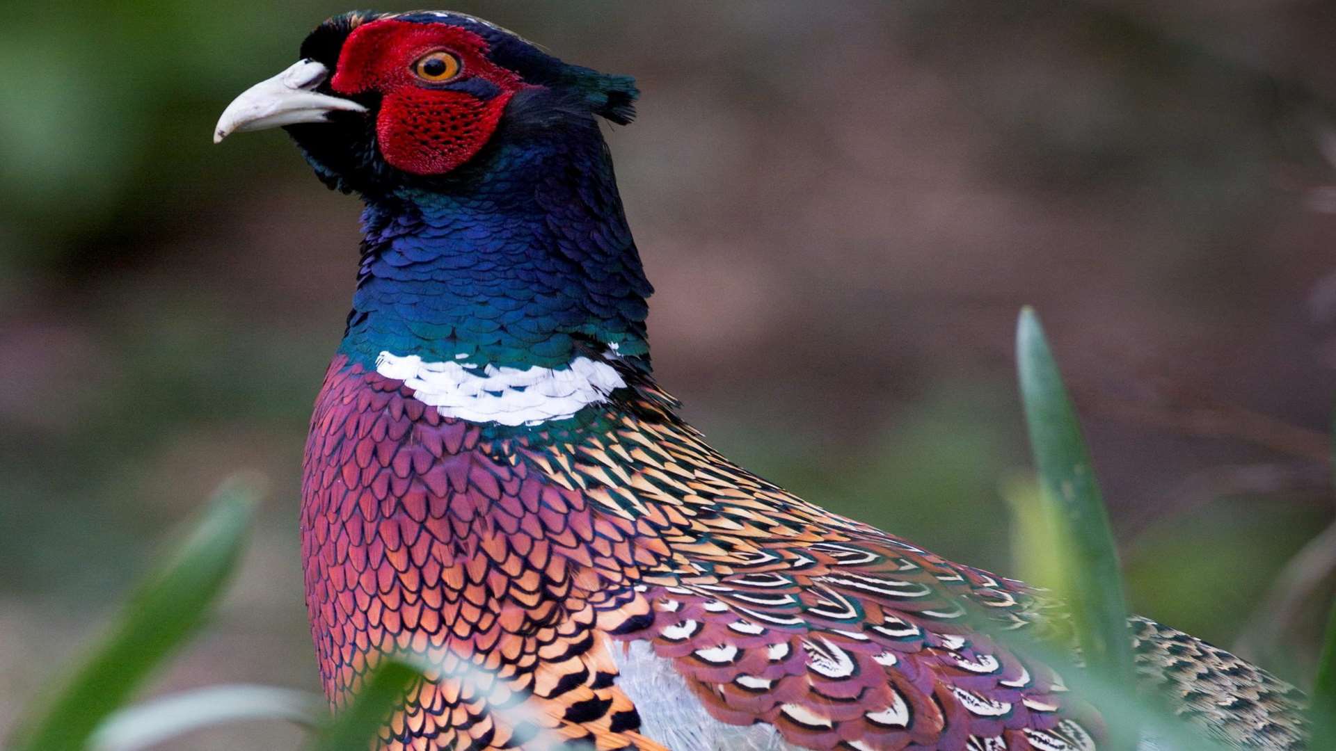 Michael Bax is said to allow pheasant shooting on his farm