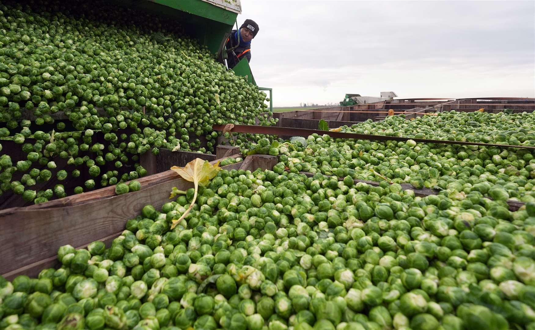 Brussels sprouts are harvested in a field at TH Clements near Boston, Lincolnshire in December 2024 (Joe Giddens/ PA)