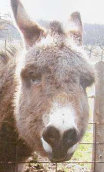 Smokey the Donkey