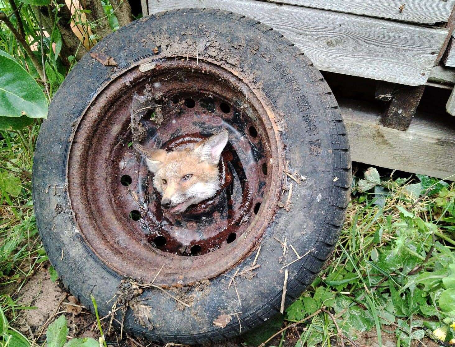 Fifi the fox got stuck in an old wheel in a garden in Herne Avenue, Herne Bay. Picture: Sophie Fowler