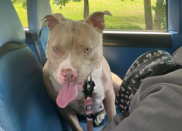 Margate family desperate for police to return American XL Bully