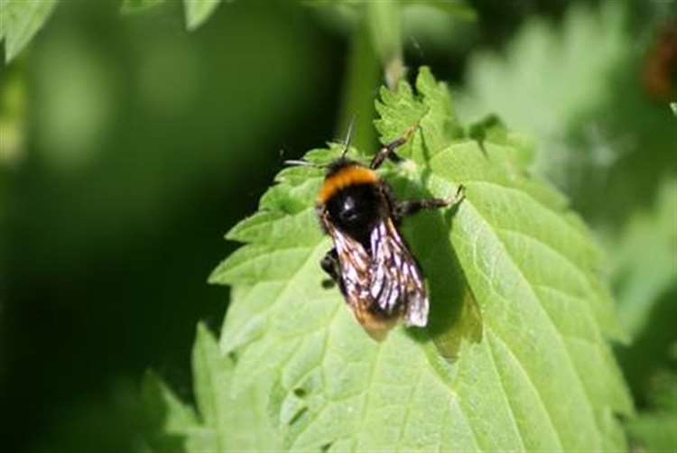 Rare Release Of Short Haired Bumblebees Into Wild At Dungeness