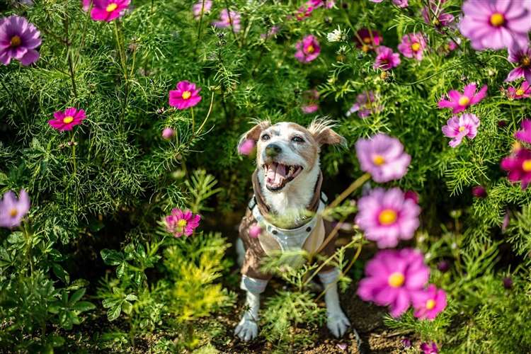 can dogs suffer from seasonal allergies