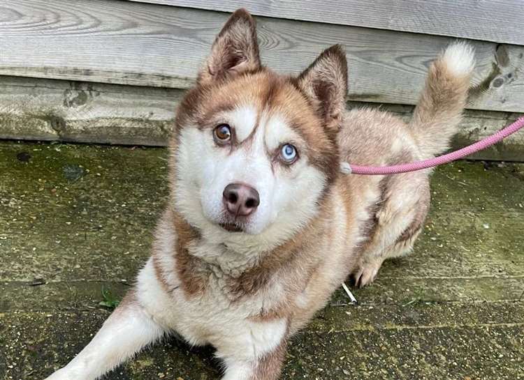 Found best sale siberian husky