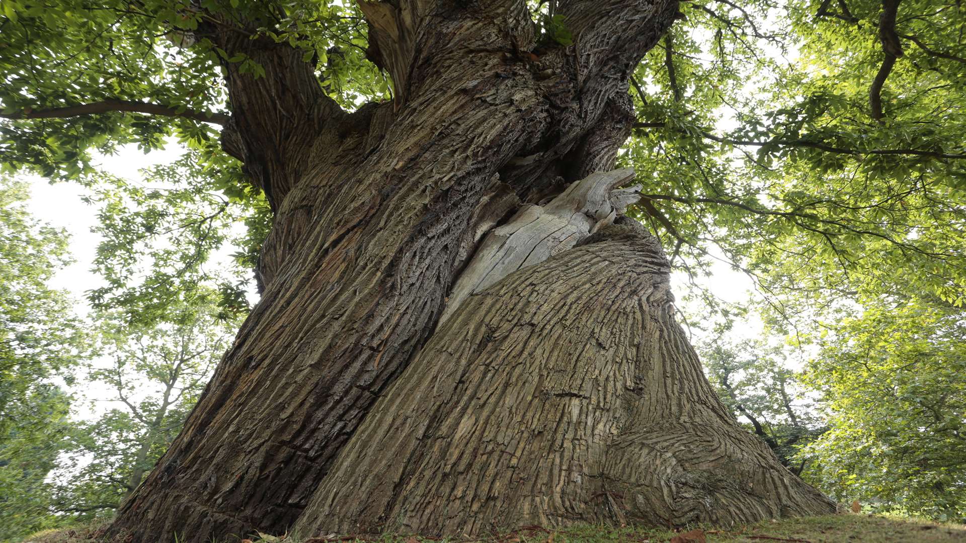 Chestnut trees are under threat according to the Forestry Commission