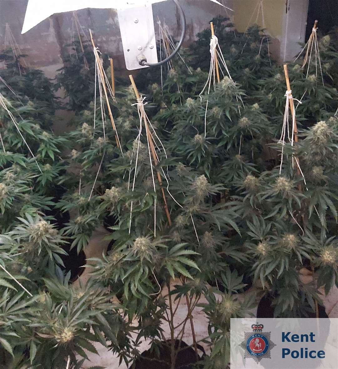 The cannabis found in Pavilion Road, Folkestone. Picture: Kent Police