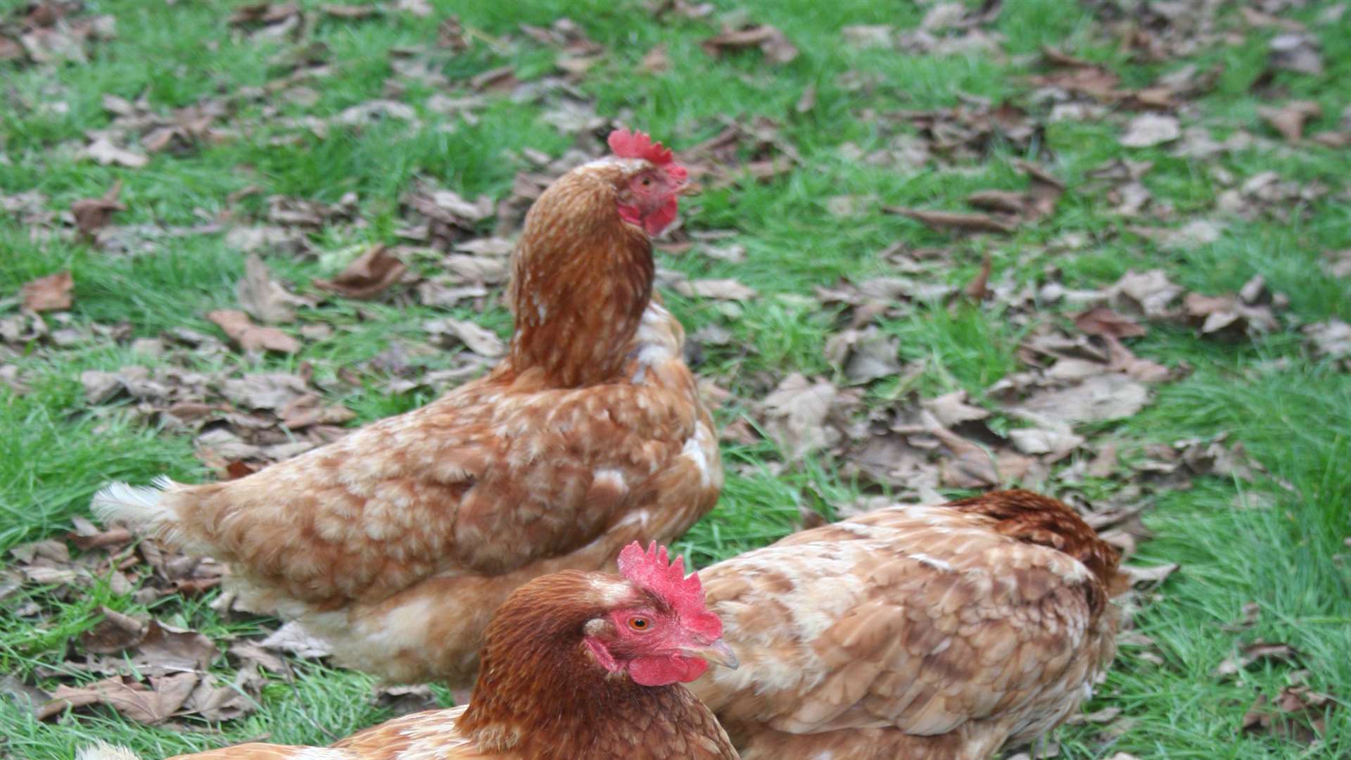 Broadstairs children devastated after intruders butcher pet hens at ...