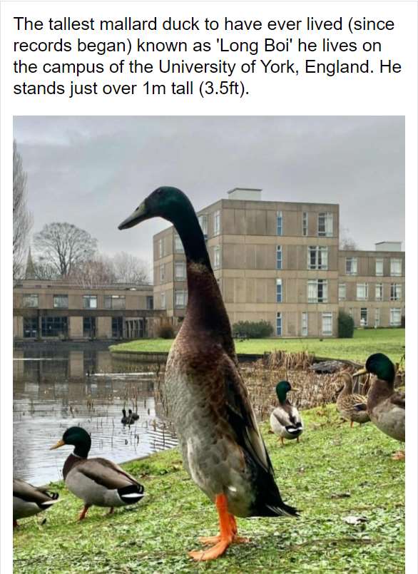 The duck lives on York university campus (longboiyork/Instagram/PA)