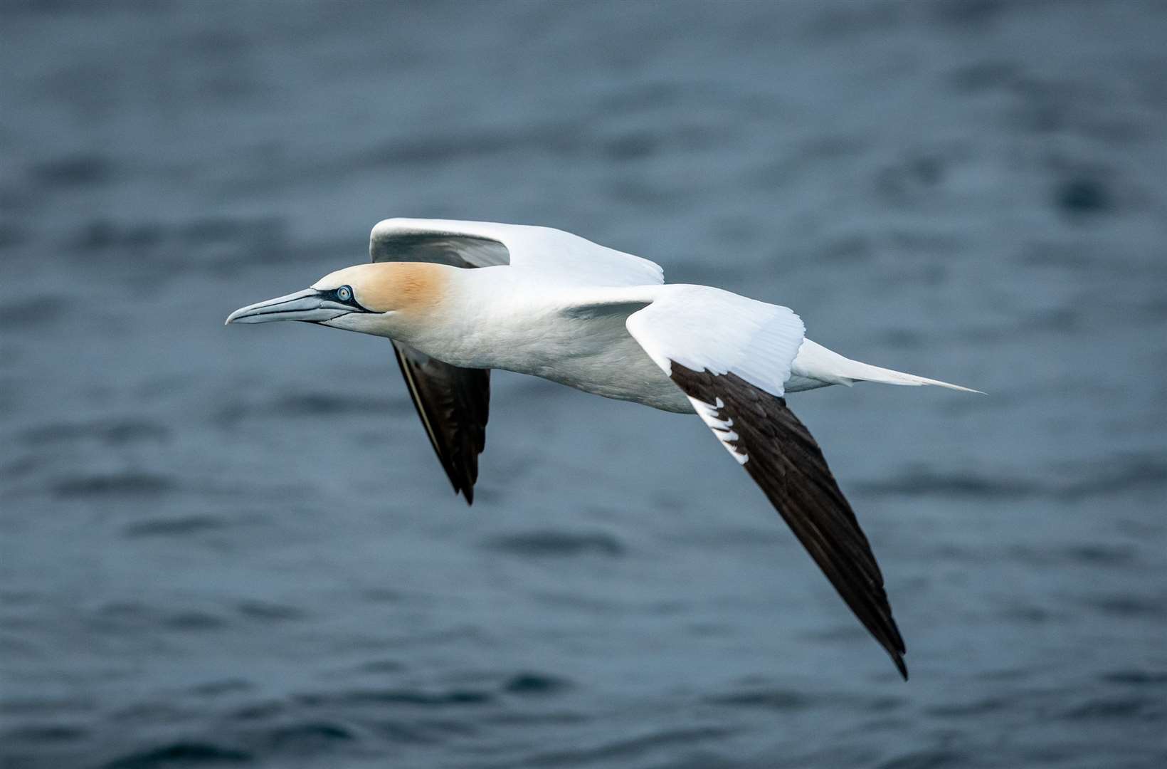 A gannet in the English Channel (Fionn Guilfoyle/Greenpeace/PA)