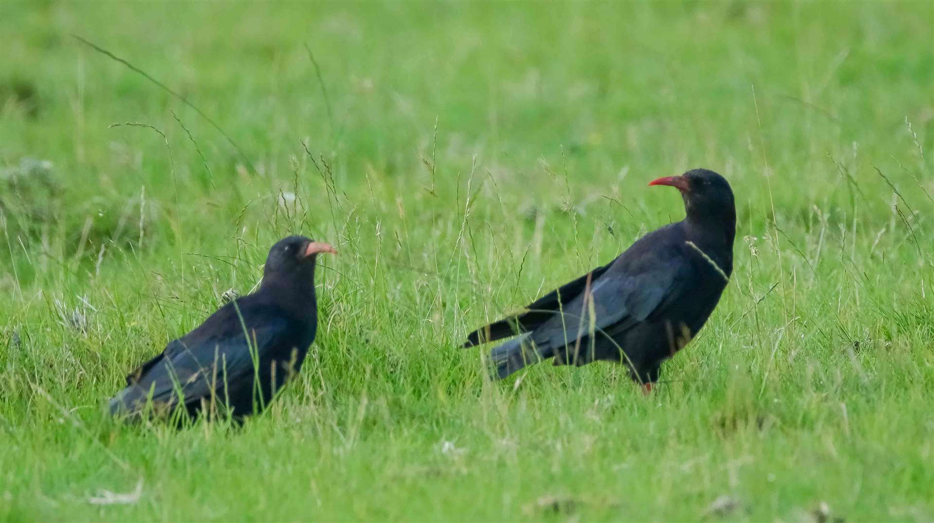 Red-billed chough released into skies in Kent after 200 years following breeding project in Canterbury and Cornwall