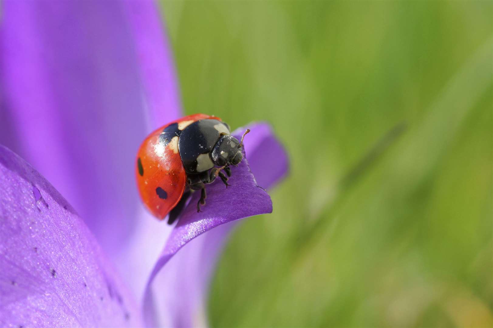 The RSPB is reopening its reserves slowly