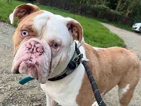 Reggie is an 11-month-old Old English Bulldog. Picture: Last Chance Animal Rescue