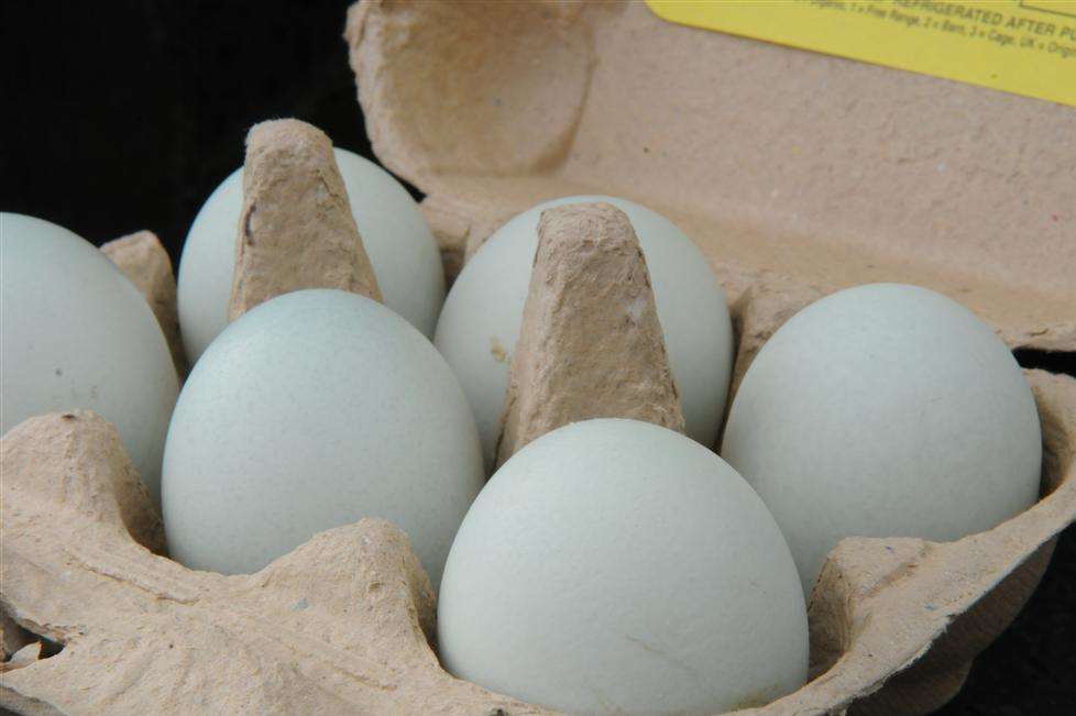 Chicken Lovers Shell Out To Get Trendy Blue Eggs At Churchmans Farm In 4259