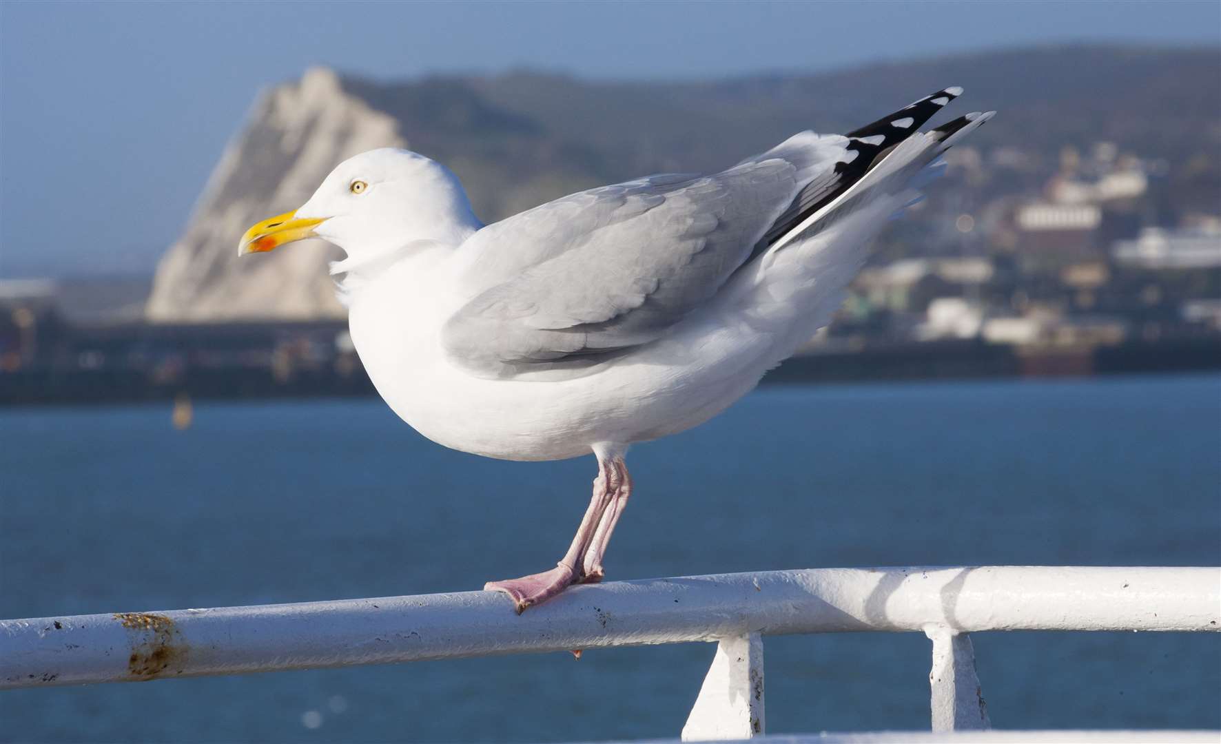 Be on the lookout for a seagull