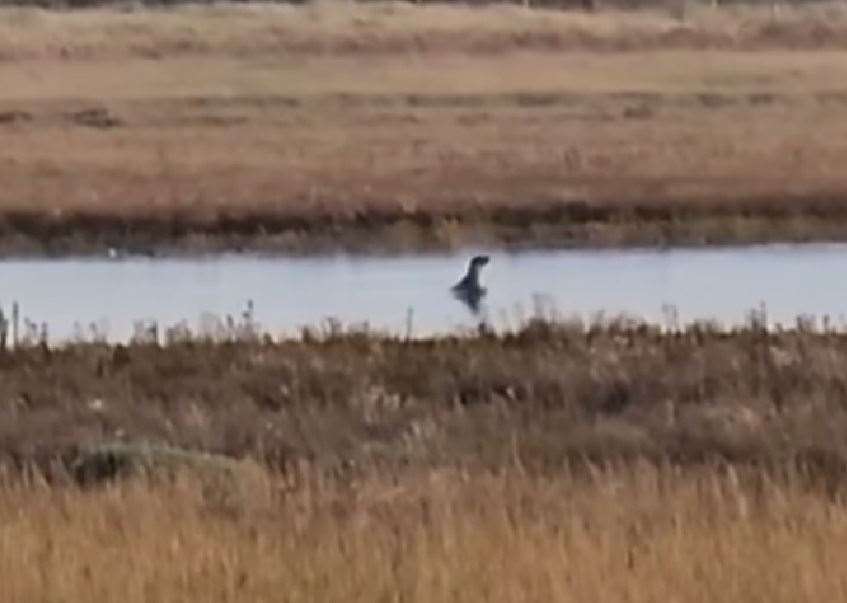 The seal was spotted at Pegwell Bay, between Sandwich and Ramsgate. Picture: John Hart