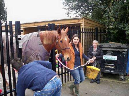 Horses break into St Peter's School, Aylesford