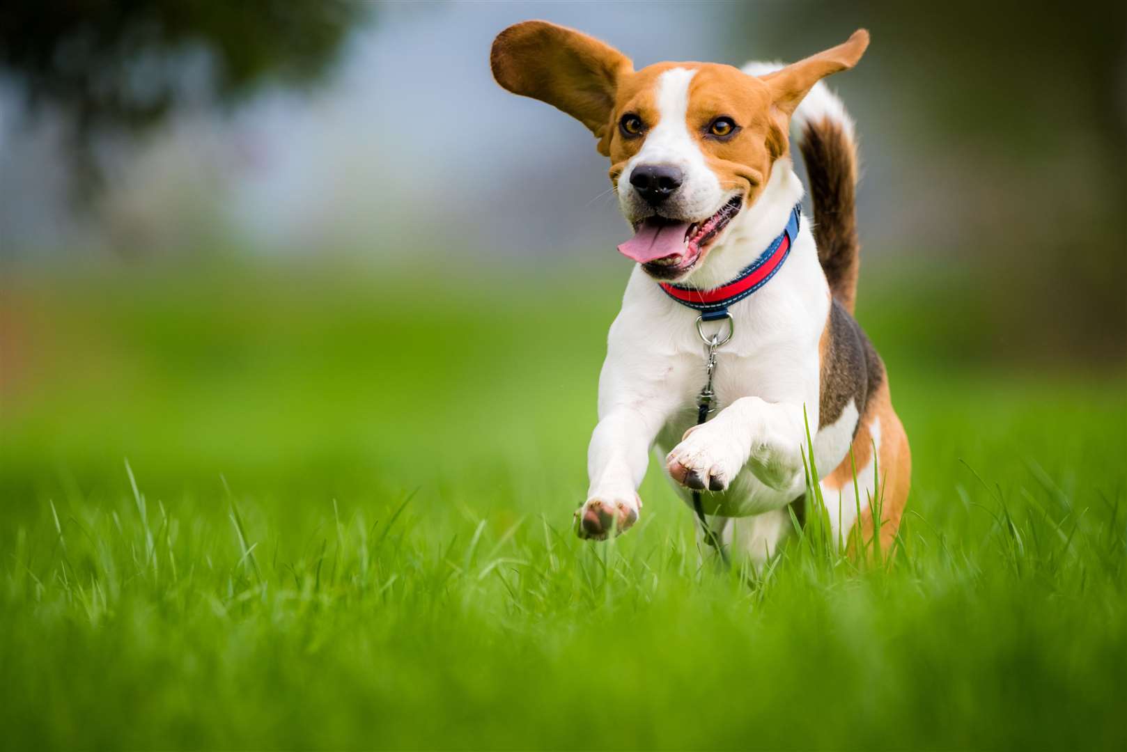 Despite their fame of being hunting dogs, beagles are a good cat-friendly breed