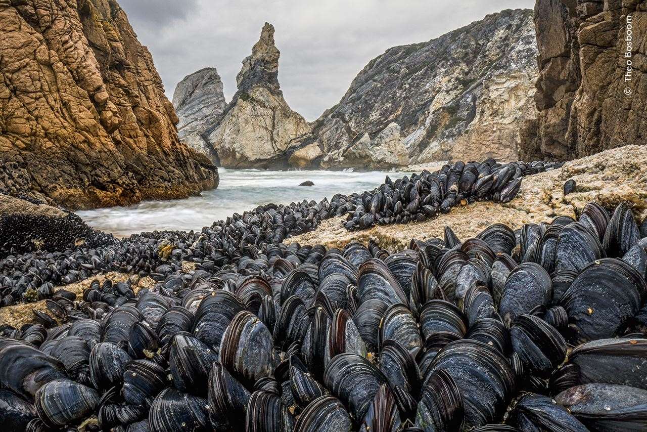 Theo Bosboom shows how mussels bind together to avoid being washed away from the shoreline (Theo Bosboom/Wildlife Photographer of the Year)