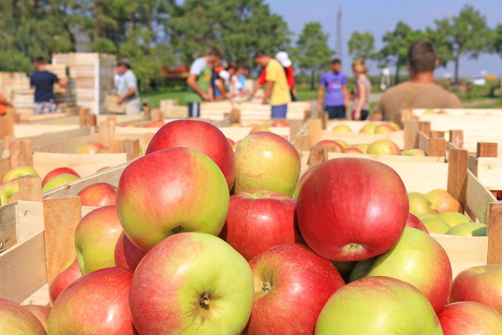 There is a ‘desperate need’ for migrant workers in sectors such as agriculture. Photo: iStock