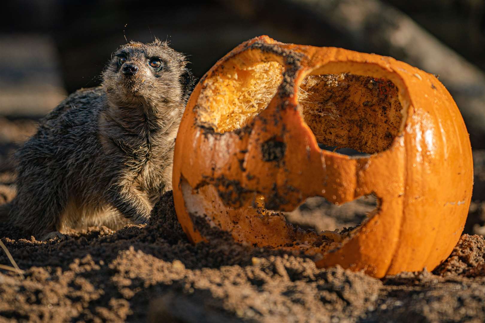 Meerkats are considered the perfect species for the study as they regularly interact with both familiar and unfamiliar people (Ben Birchall/PA)