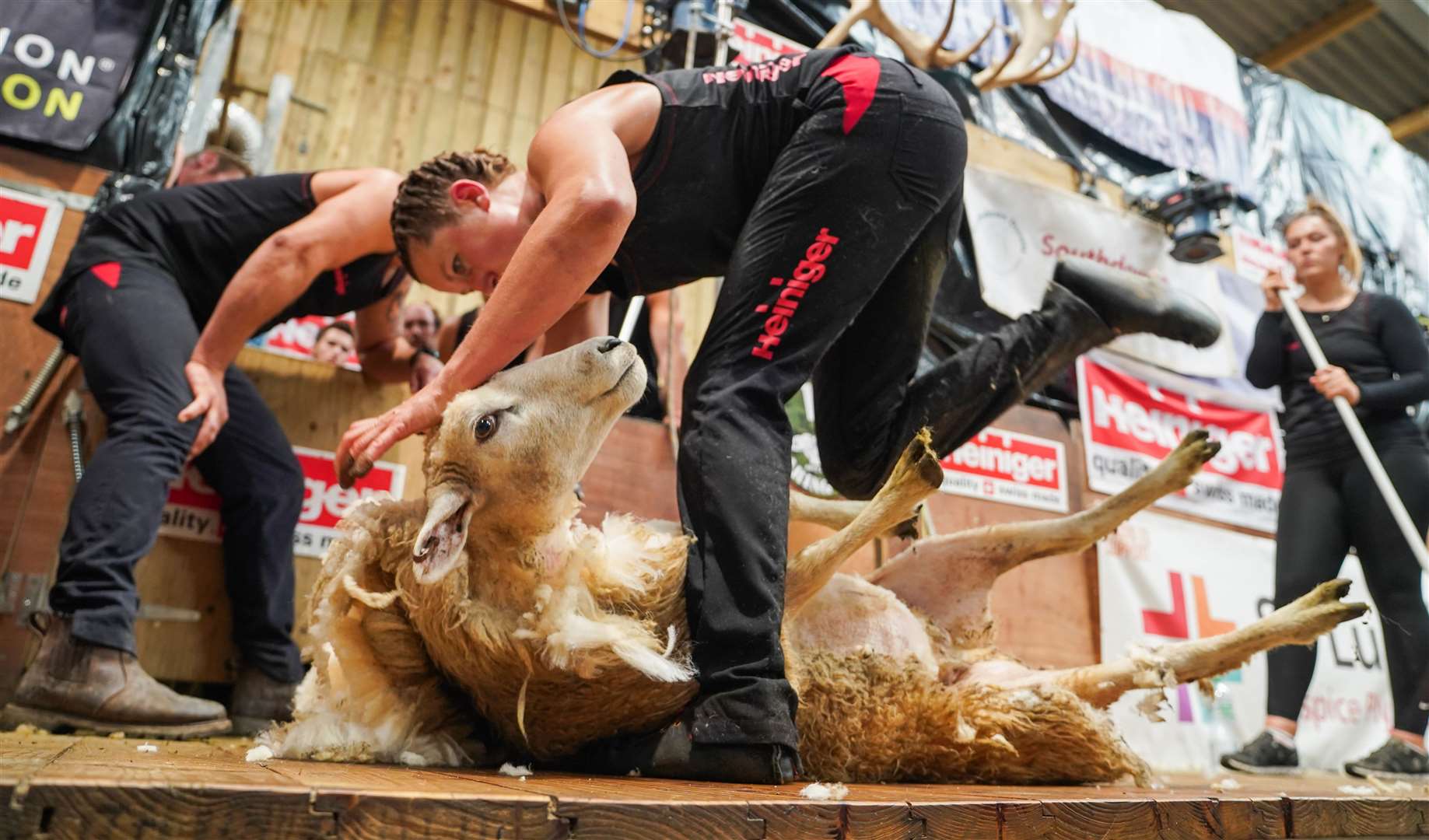 Marie sheared 370 sheep in eight hours
