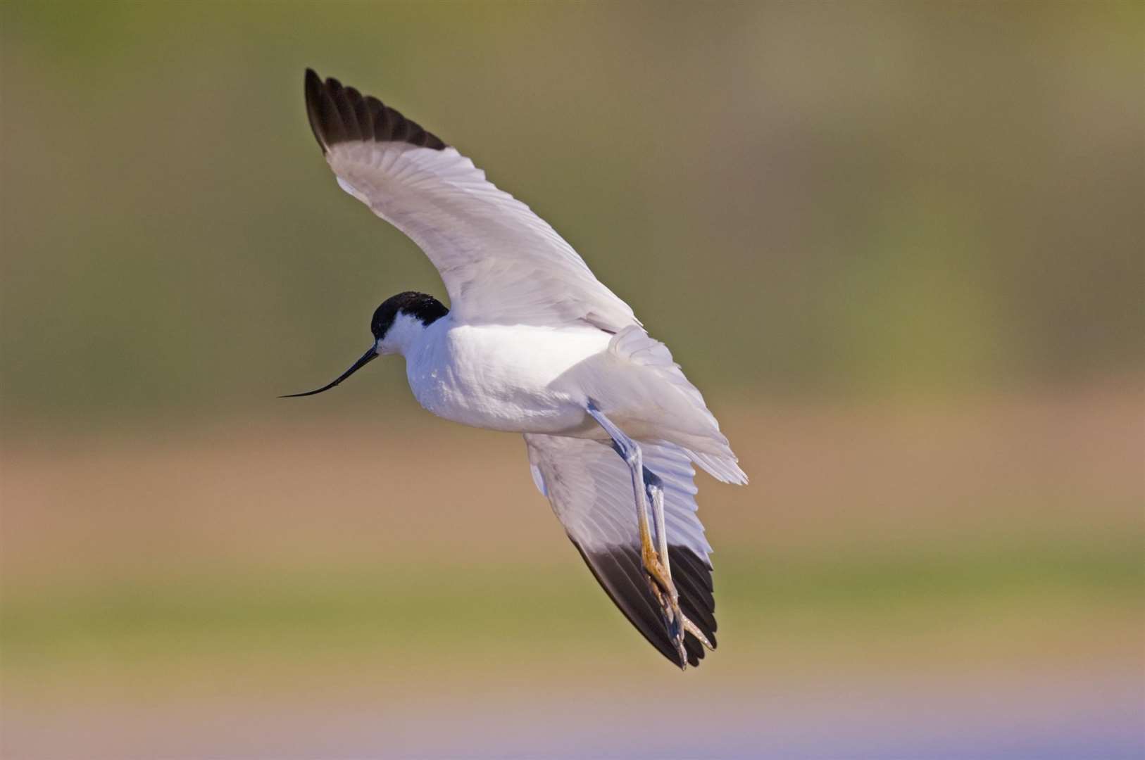 An avocet in flight (RSPB/PA)