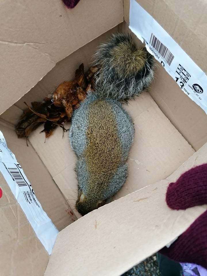 Three teenagers were spotted 'torturing' a squirrel in Ashford after coaxing it out of a tree with a catapult. Picture: Deb Sharpe