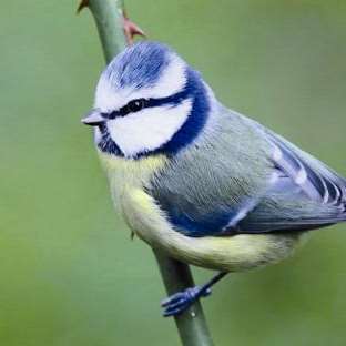 Blue tit