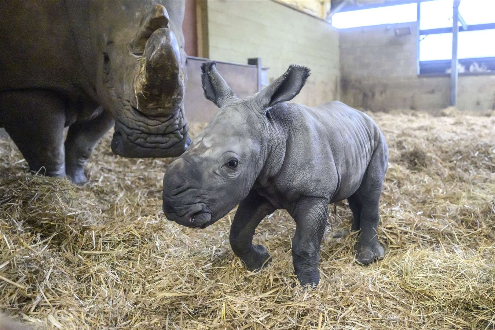 Whipsnade Zoo welcomed another new arrival. Benja, a southern white rhino, was born in March and will one day become a vital part of a programme to help save his species. The 100kg calf was said to be a big fan of the great outdoors, striding boldly (if a bit wobbly) out of his cosy den at six weeks old (Anthony Devlin/Whipsnade Zoo/PA)