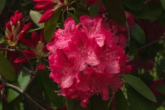 Ightham Mote will be revving up its rhododendrons