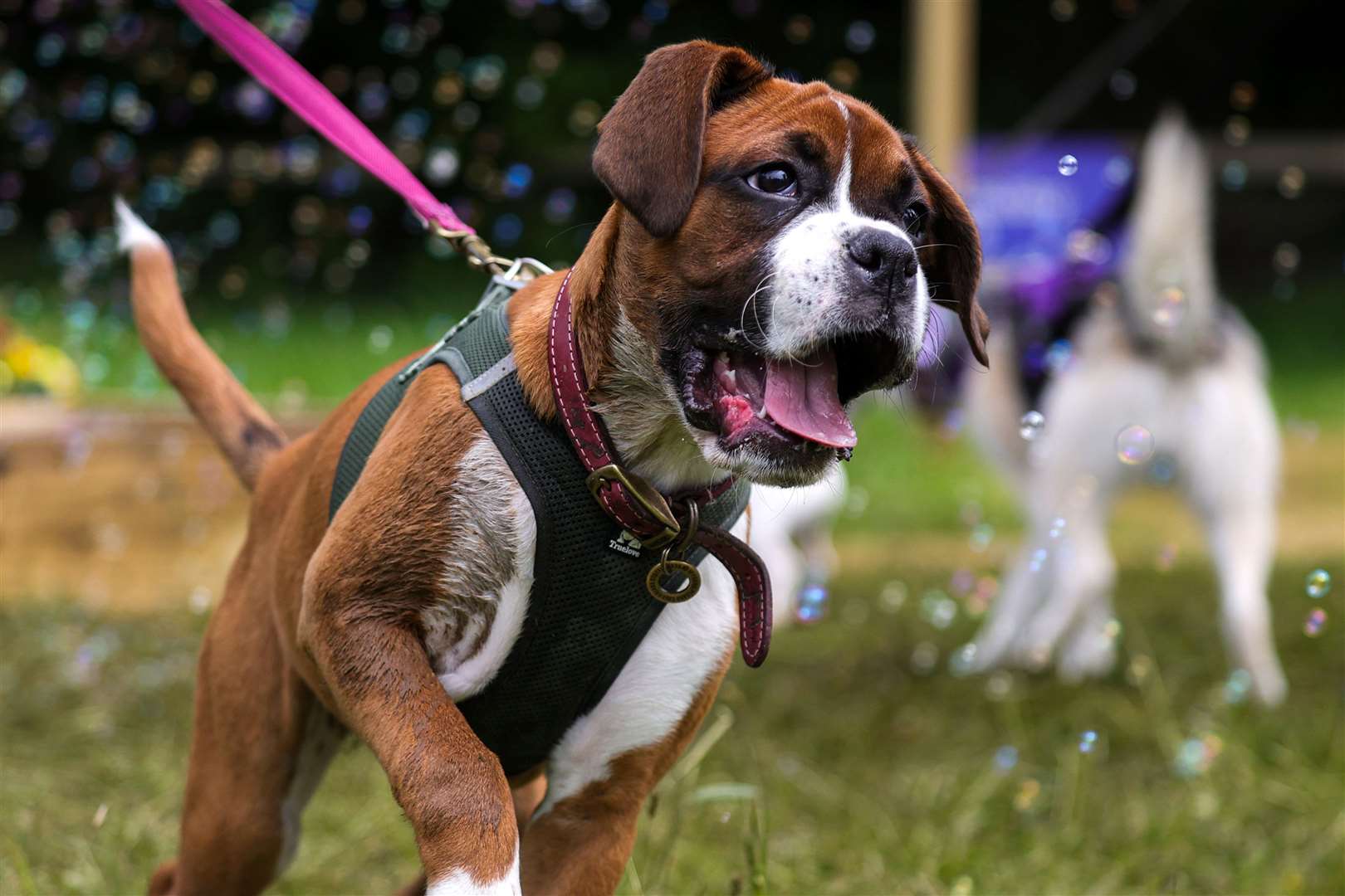 Goodwood played host to hundreds of good boys and girls at its annual Goodwoof event. The celebration had activities for all kinds of dogs and their owners (Ben Whitley Media Assignments/PA)