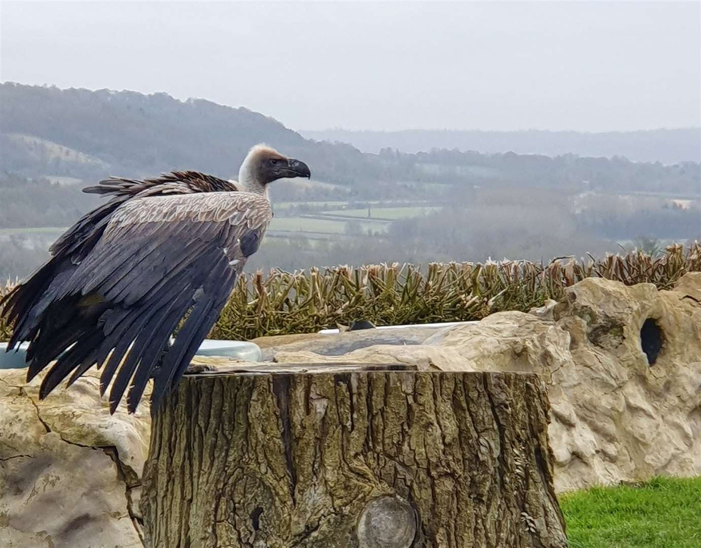Eagle Heights Wildlife Foundation in Eynsford is one of the UK’s largest bird of prey centres. Picture: Eagle Heights