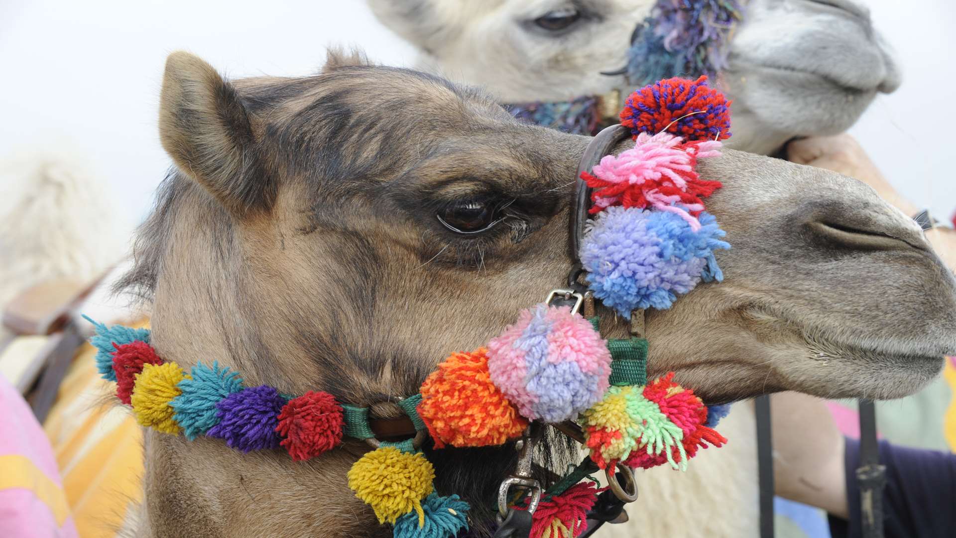 Camels will be racing at Chilham castle