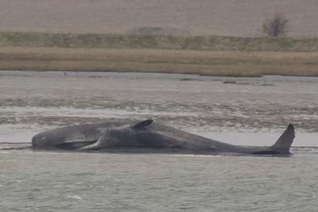 The huge sperm whale as seen from Seasalter. Picture: Mike Gould