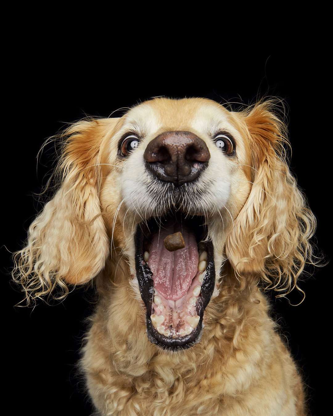 Meet the Herne Bay dog photographer taking candid shots of hungry dogs ...