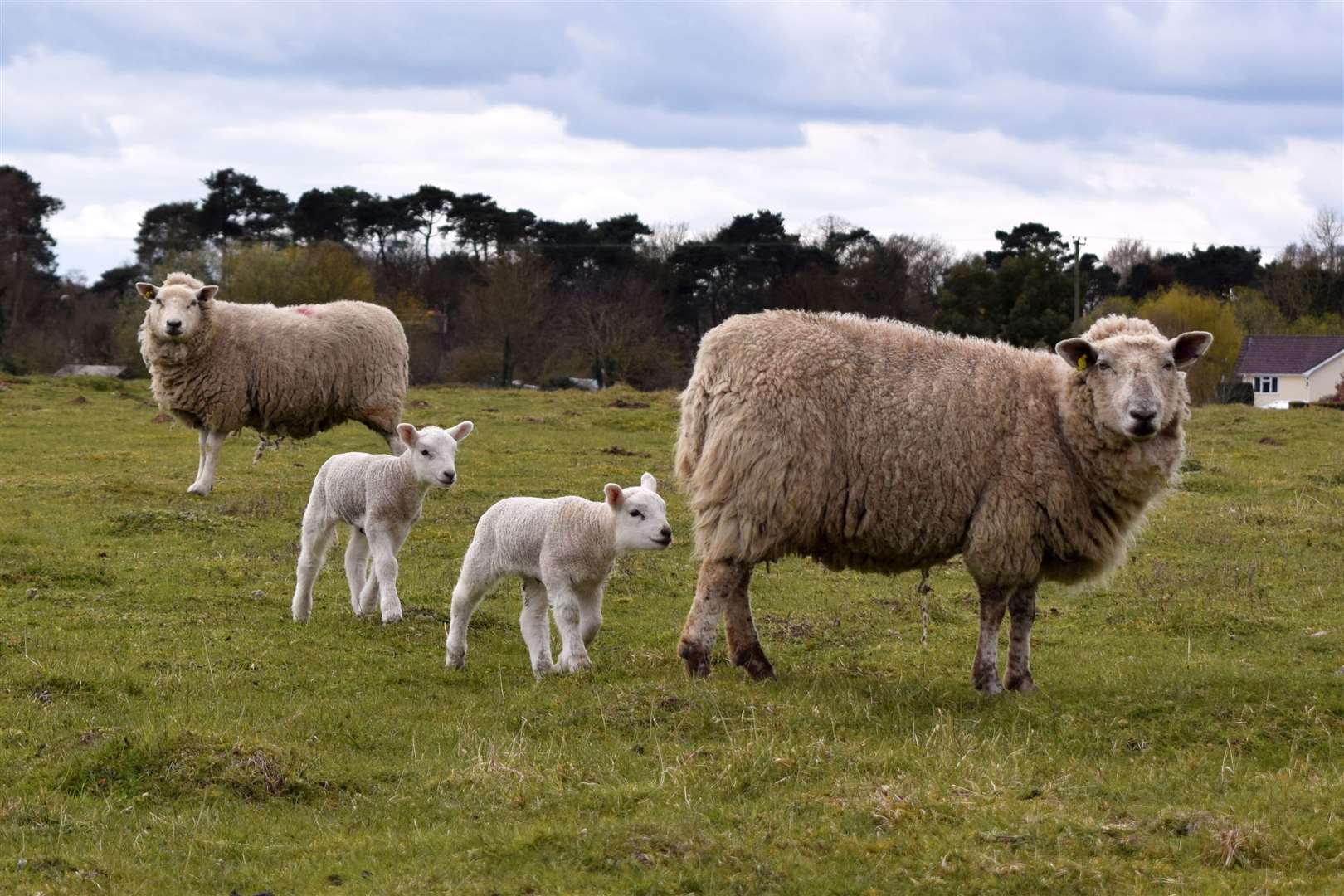 A lamb was badly injured in a dog attack. Stock image