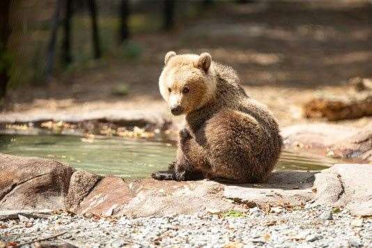 Boki was rejected by his family at just 10 weeks of age. Picture: The Wildwood Trust