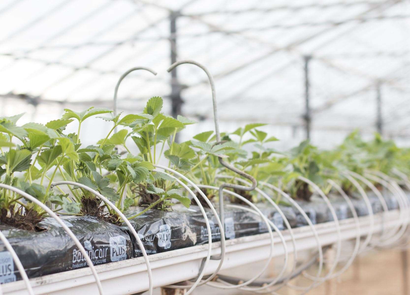 Rows of strawberries - a key Kent harvest