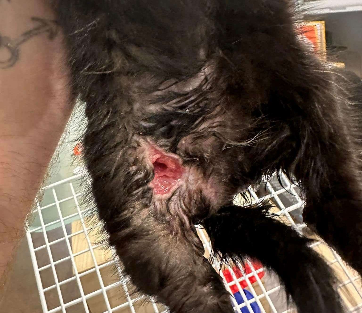 One of Edwina’s puncture wounds. Picture: Wisteria Cat Rescue