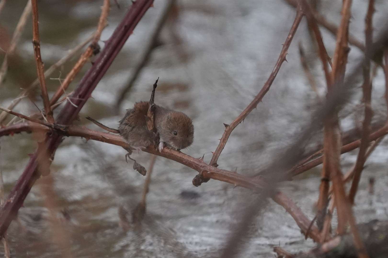 A water vole on a branch above floodwater in Yalding, Kent (Gareth Fuller/PA)