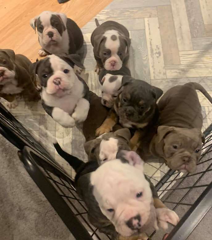 Greater Manchester Police found several English bulldog puppies in a house in Wigan in a case of suspected dog theft (Greater Manchester Police/PA)