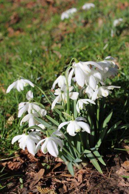 Snowdrop Galanthus