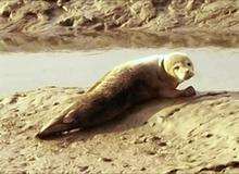 An appealing look from the seal stranded on mudbanks at Oare Creek. This picture was taken by eight-year-old Ella Stewart