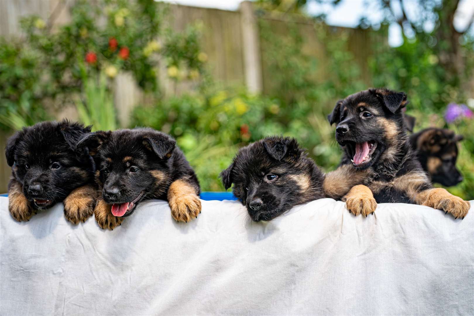 A litter of German Shepherd puppies take part in an appeal by Guide Dogs to dispel stereotypes and misconceptions regarding the breed (Ben Birchall/PA)