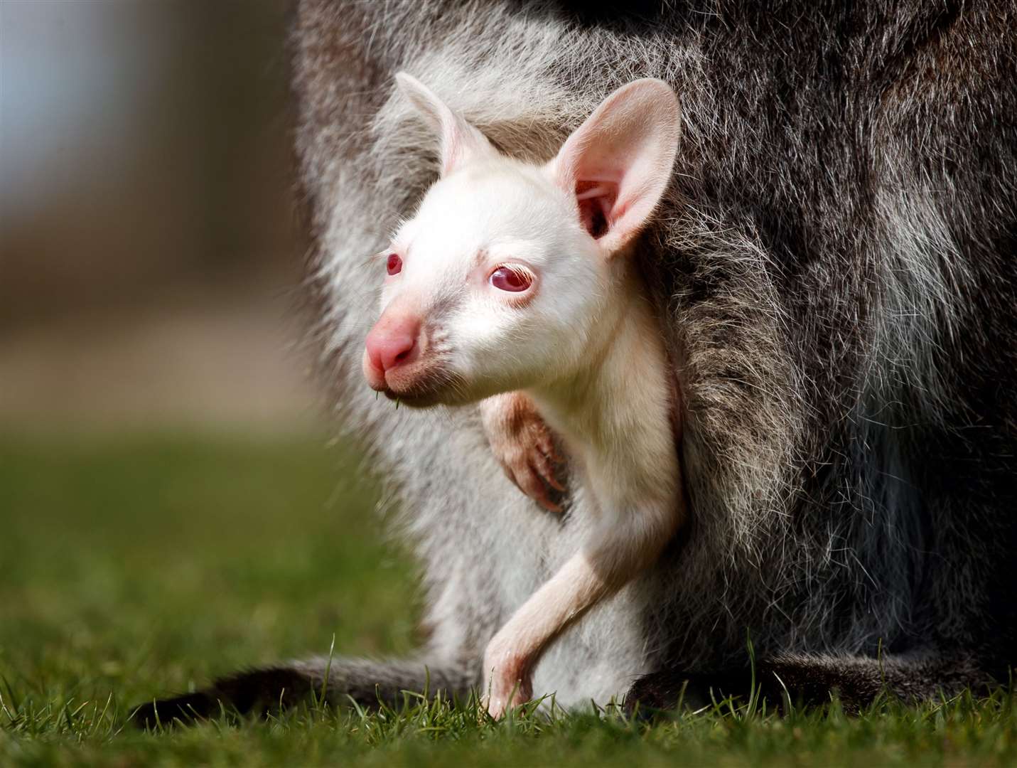 A rare albino lockdown baby wallaby peers out of its mother’s pouch at Yorkshire Wildlife Park (Danny Lawson/PA)