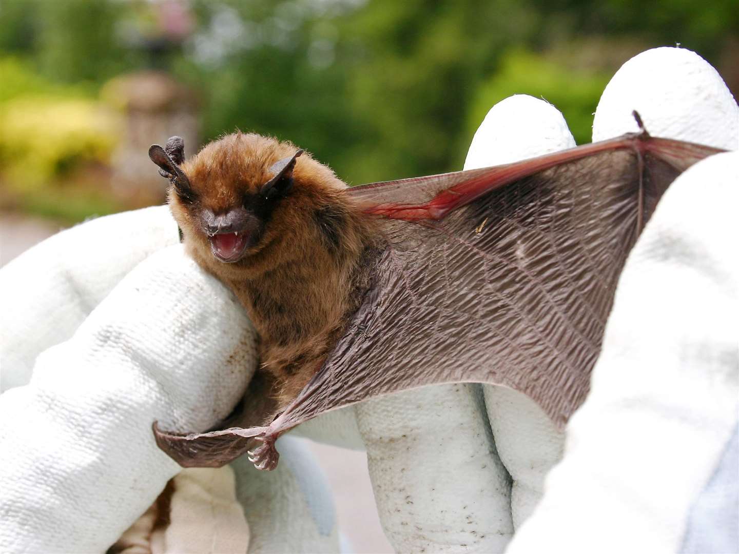 A pipistrelle bat, one of the most common species in the UK, has a wingspan of around 20cm (National Trust handout/PA)