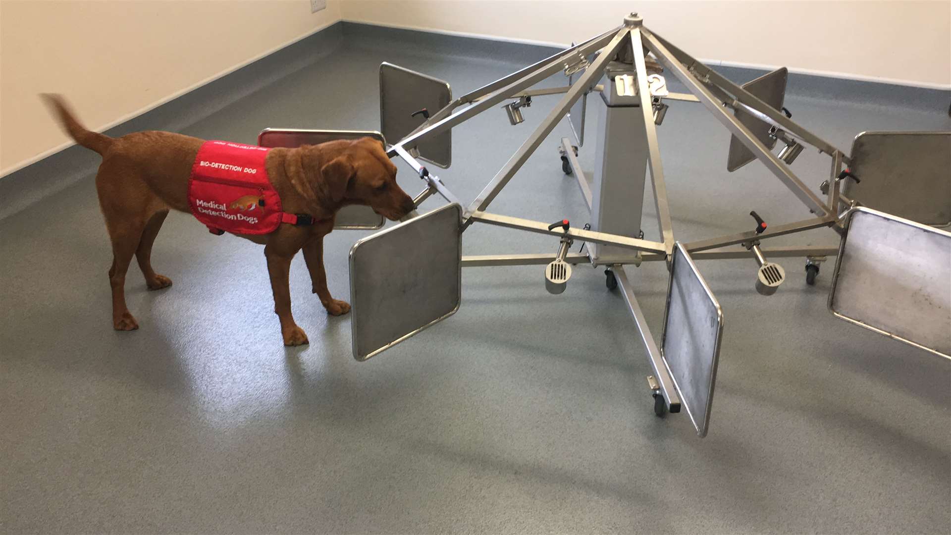 Florin the Labrador sniffs urine samples (Medical Detection Dogs/PA)