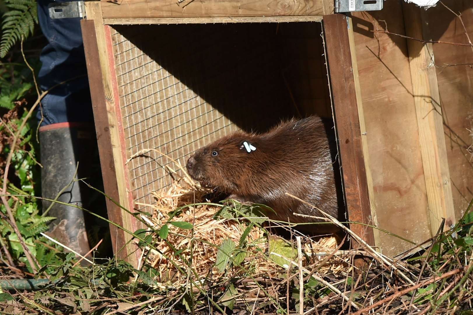 Beaver releases into the wild would be licensed if they met certain criteria, under the plans (Ben Birchall/PA)