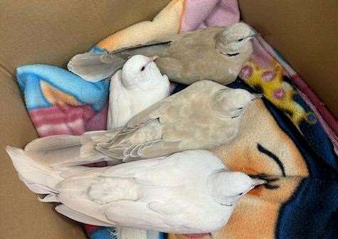 The doves found in a sealed box in Manor Park Country Park, West Malling. Picture: RSPCA